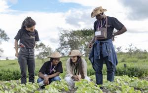 Photo shows African climate fellows working in a field where crops are cultivated.