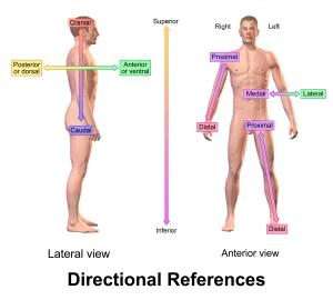 Anatomical Directions including Posterior, Proximal, and Caudal - https://brookbushinstitute.com/glossary/posterior