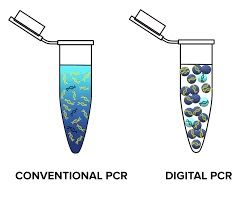 Real-time PCR (qPCR) and Digital PCR (dPCR)