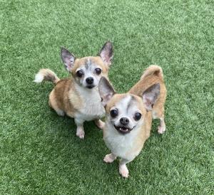 After their person died, a Grey Muzzle grant gave senior chihuahua siblings, Angie and Rocky, veterinary care and a safe place to spend their senior years together.