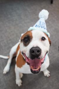 Buddy, a senior pittie-mix, celebrated his 12th birthday in a loving home, not in a shelter, thanks to a Grey Muzzle grant.