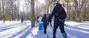 Skiers making their way through a wintry forest on cross country skis.