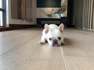 European Flooring of Palm Beach offers the perfect pet-friendly wood floors