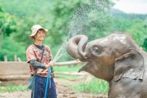 Mahout and elephant at elephant sanctuary in Chiang Mai