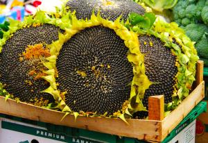 Sunflower Seeds Market Trend
