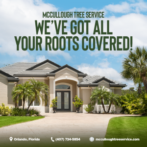 Orlando Expert Tree Services