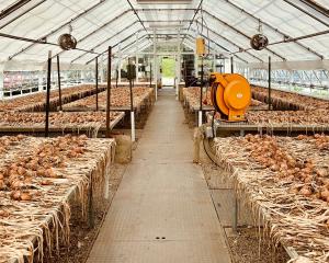 Greenhouse onion gleaning station