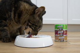 Cat enjoying Fussie Cat new Super Premium Chicken in Goat Milk Gravy