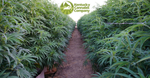 Two rows of female hemp plants in the late summer