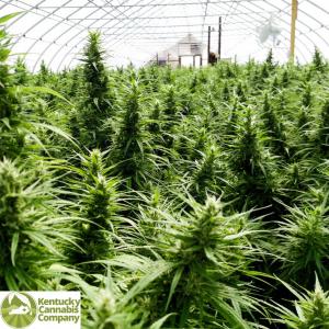 A greenhouse full of green lush hemp plants blooming.