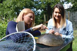 Dr. Kristen Dellinger, principal investigator, and research intern, Jordan Gannon, conducting a preliminary assessment of a mature female horseshoe crab.