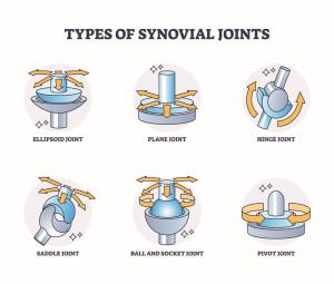 Synovial Joint Types - https://brookbushinstitute.com/courses/definitions-naming-and-types-of-synovial-joints