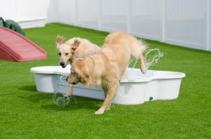 Day Care Play in the Bone Pool