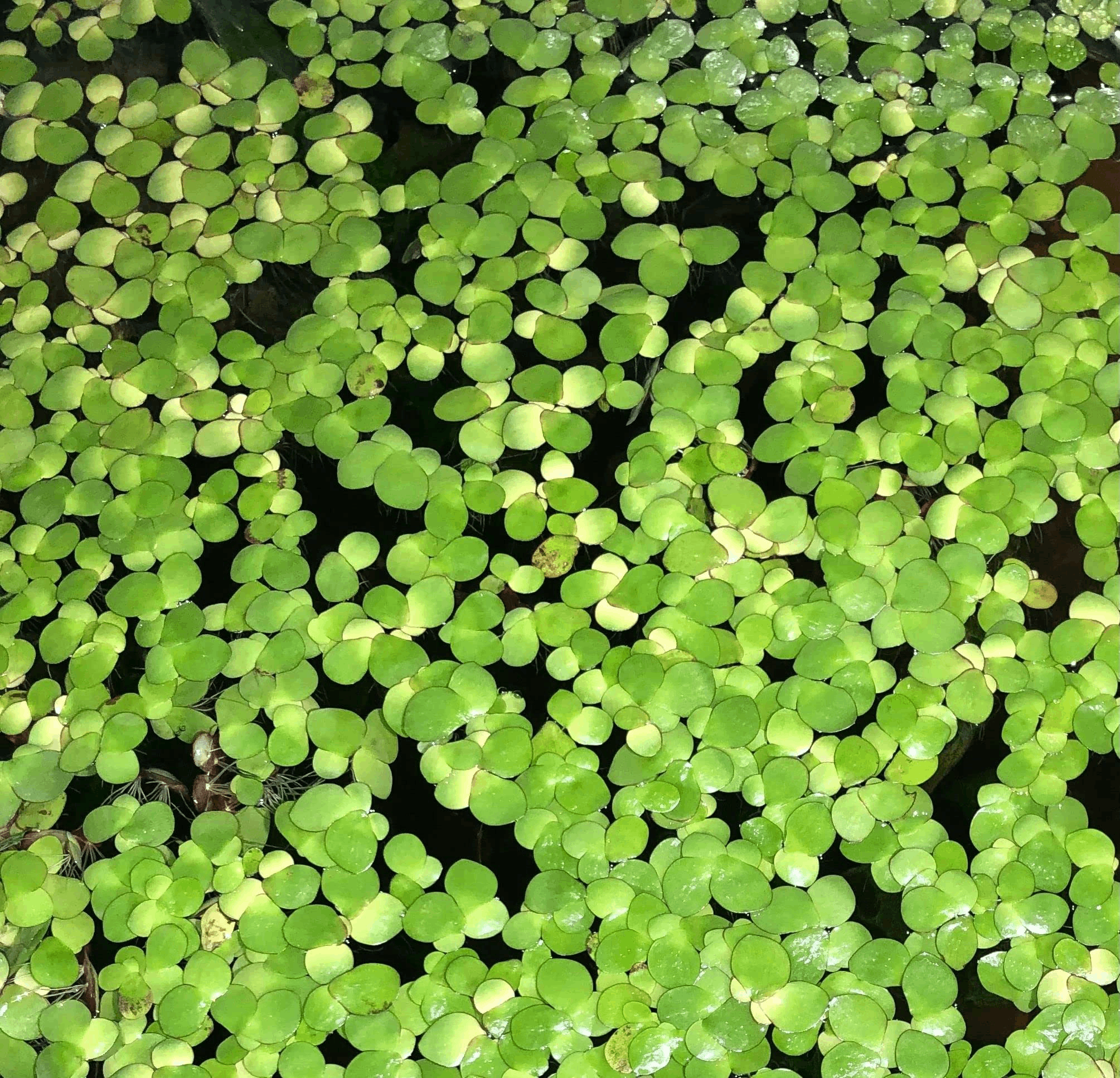 Discover the beauty of Duckweed (Spirodela Polyrhiza), premium live floating plants perfect for your pond or aquarium.