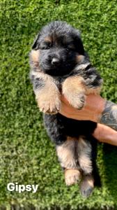 German Shephard Puppies