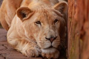 Tiger Creek's white lioness Luna lies on her rocks watching the photographer