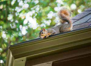 Squirrel on roof of Charlottesville, Virginia home