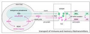 Repetitive elements in the genome protect against  the spread of viruses in the brain