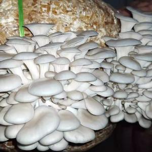 Close-up of fresh oyster mushrooms with smooth, ivory-colored caps and tender texture, perfect for cooking.