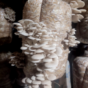 A vibrant cluster of fresh oyster mushrooms with a smooth, velvety texture, showcasing delicate, fan-shaped caps in shades of creamy white and pale gray, set against a rustic wooden background.