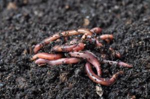 Earthworm Farming market