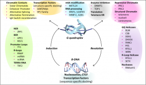 G-flipons cycling between B-DNA and Quadruplex conformations have a big impact on  cell biology