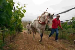 Horse with plow in the vineyards at Vinícola Sierra Vita Winery, Mexico