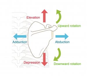 Scapular Joint Actions - https://brookbushinstitute.com/courses/joints-of-the-shoulder-girdle-and-scapular-joint-actions