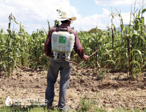 A farmer in Latin America spreading biofertilizer obtained from a Sistema.bio biodigester.