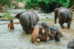 Mahout Elephant Bathing In River