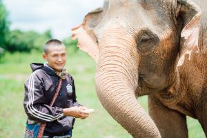 Mahout Feeding Elephant