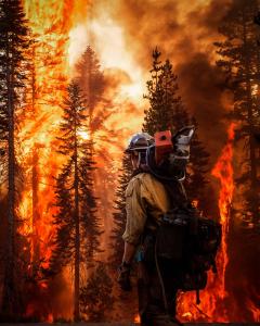 Photograph of a firefighter in the foreground with multiple pine trees burning in the background.