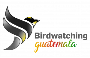 The Birdwatching Guatemala logo features a stylized silhouette of a bird in flight. The design incorporates natural elements, with shades of green and brown to represent Guatemala’s lush landscapes. The bird’s wings are spread wide, symbolizing exploratio