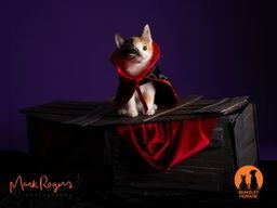 A cute & rare male calico kitten named Oogie Boogie dressed up as a vampire