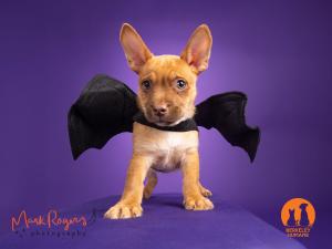 A cute puppy named Big Max dressed up as a bat