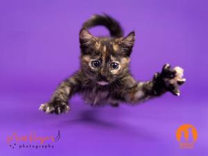 Two month old Ursula, a kitten flying through the air