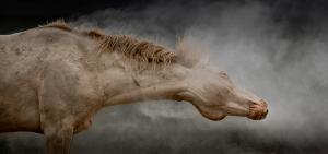 Cremello Dust: a rugged stallion in the Onaqui Mountains of Utah amidst clouds of dust