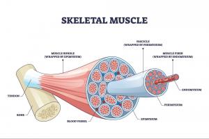 Layers of connective tissue - https://brookbushinstitute.com/courses/muscle-cell-structure-function