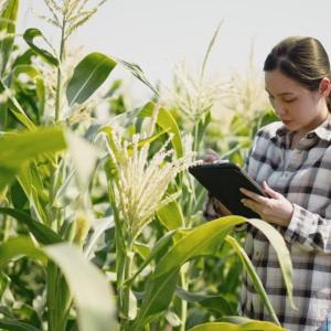 Canadian farm worker using traceability software to monitor crops.