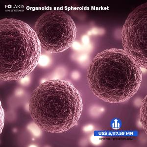 Organoids and Spheroids Market