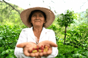 Women coffee farmer in a coffee field in Ecuador, holding freshly picked coffee cherries in her hands.