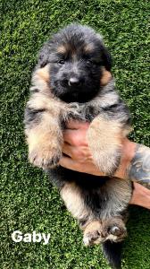 German Shephard Puppies for Sale,