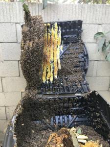 A bee colony inside a compost bin, featuring honeycombs with golden honey and a large cluster of active bees, set against a concrete wall background.