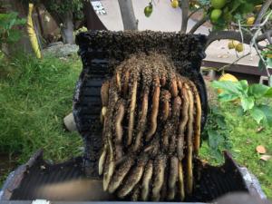 An extensive bee hive with layered comb structures inside a compost bin, surrounded by active bees and greenery, with a lemon tree and yard in the background.