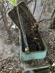 A bee colony thriving inside an open city plumbing access, surrounded by active bees, dry leaves, and a wooded area with a metal fence in the background.