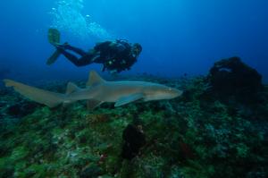 Mergulhador explora a vibrante vida marinha de Fernando de Noronha, lar de um dos mais deslumbrantes locais de mergulho do Brasil.