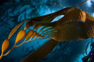 Close-up of kelp underwater, displaying long brown fronds with bulbous floats against a deep blue background.