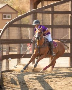 an arena polo player on a beautiful horse carries the ball around the corner of the arena