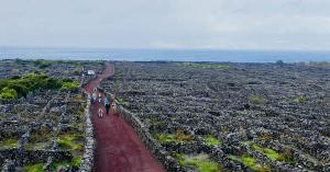 Azores Vineyard in Pico