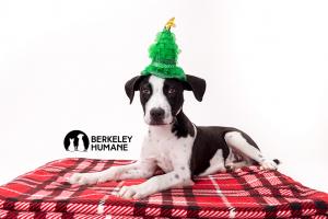 Kahoku, a 4-month-old Hound Mix with a bright expression, recently arrived from Hawaii, sits calmly for a professional photo by Mark Rogers Photography, looking ready to find a loving home.